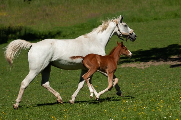 A young foal