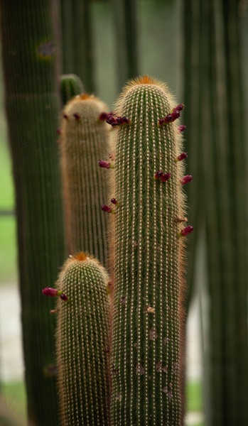 Berlin Botanical Garden